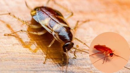 Cockroach Remedies