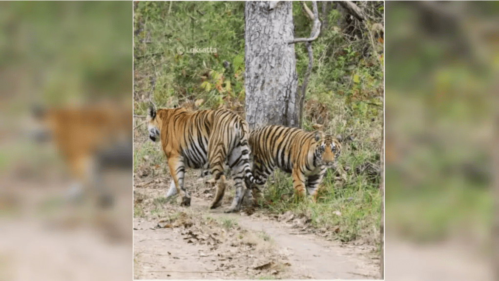 Navegaon-Nagzira Tiger Reserve of Gondia