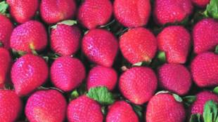 strawberry cultivation in Vasai