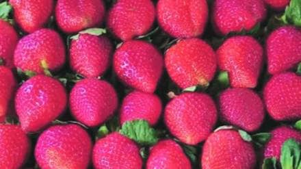 strawberry cultivation in Vasai