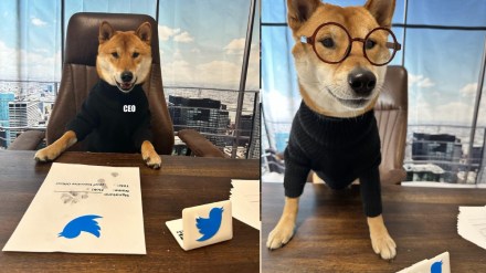 elon musk declared new ceo of twitter