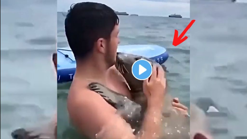 Seal Hugs A Man Viral Video Seal Hugs A Man Viral Video
