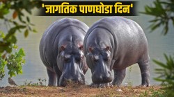 World Hippo Day 2023: का साजरा करतात ‘जागतिक पाणघोडा दिन’? जाणून घ्या इतिहास आणि महत्व
