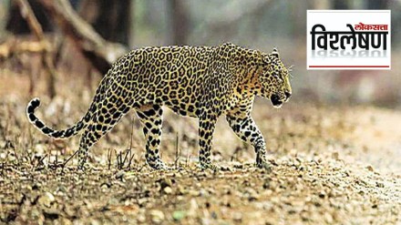 leopard habitat attack human animal conflict