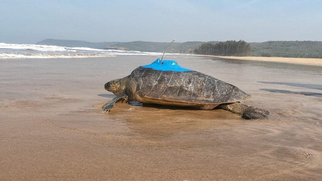 turtles satellite tagged