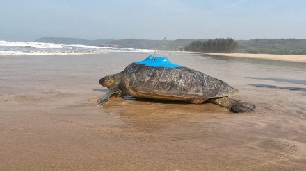 turtles satellite tagged