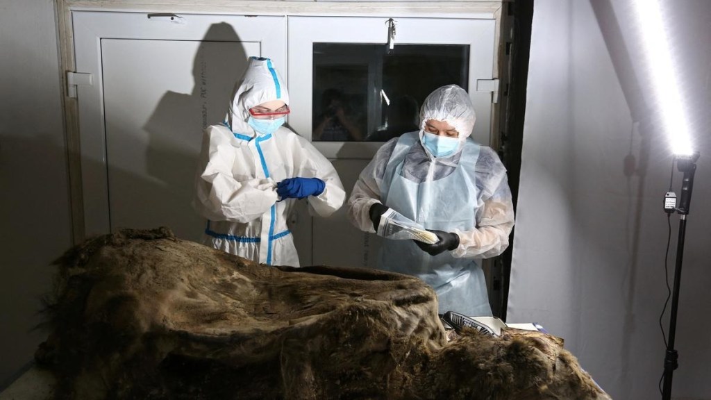 scientists dissect 3500 yearold bear discovered in Siberian permafrost scientists dissect 3500 yearold bear discovered in Siberian permafrost