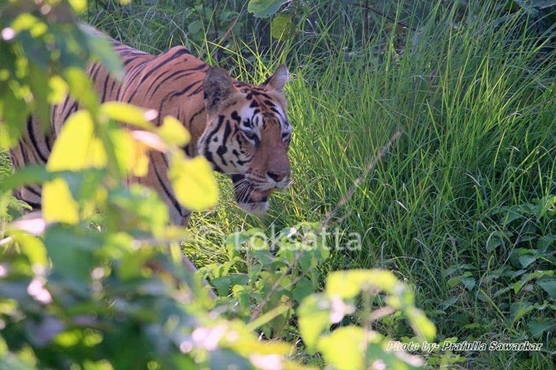 Wildlife