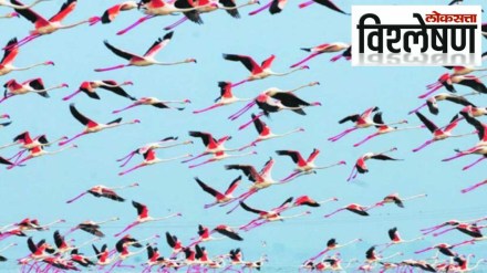 bird explained bird explained