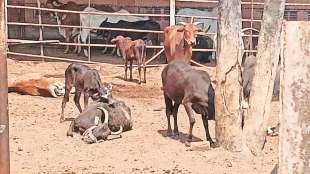 kolhapur kaneri math cow death