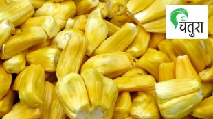 jackfruit Phanas