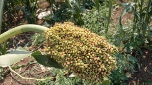 Conservation of 25 thousand rare varieties of rare and ancient sorghum