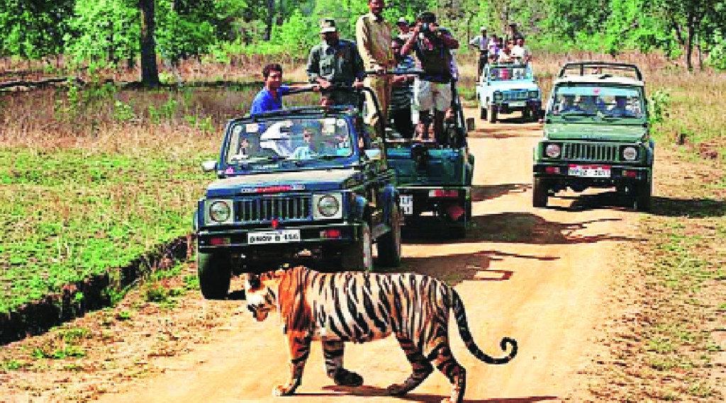 jungle safari