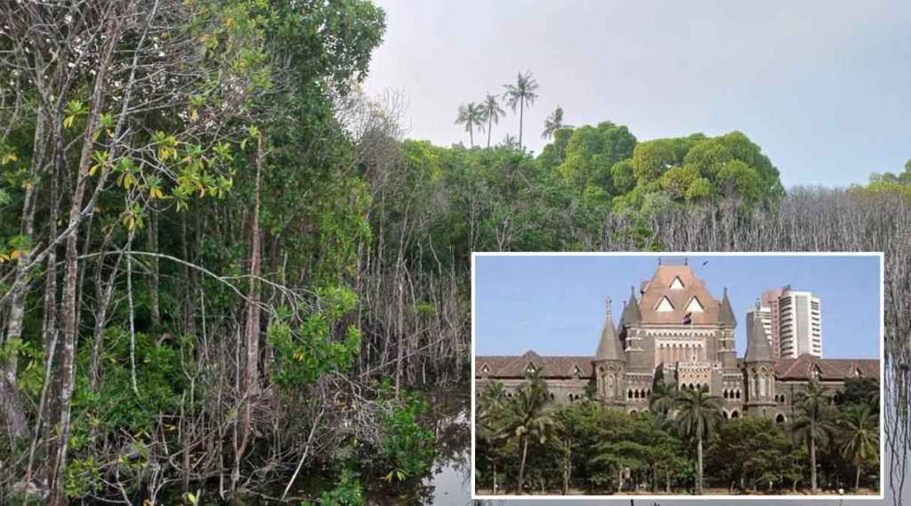 bombay high court allows nhai to cut mangroves bombay high court allows nhai to cut mangroves