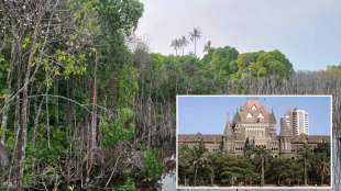 bombay high court allows nhai to cut mangroves