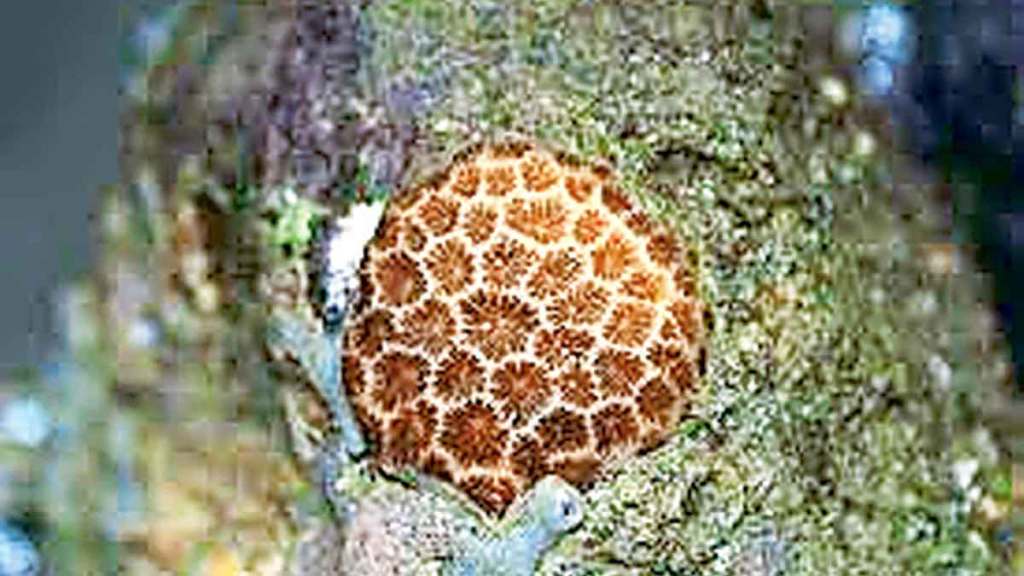 marine life species at mumbai s coastline