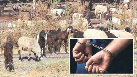 कारमधून मेंढ्या चोरणाऱ्या या आंतरराज्यीय टोळीला पोलिसांनी मध्यप्रदेशमधून केली अटक 
(संग्रहित छायाचित्र) ; फोटो- लोकसत्ता
