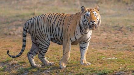 dead tiger Tadoba Andhari