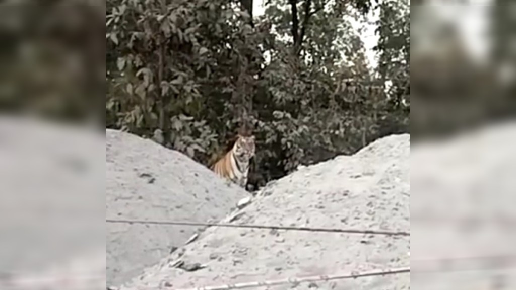 tiger