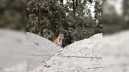 tiger