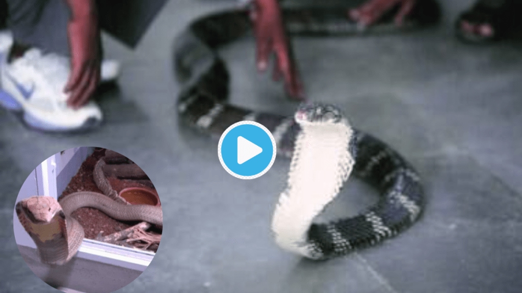 Video Man Shots King Kobra Fails And Then Snake Attacks On The Body Shocking Clip Gone Viral Trending Video Man Shots King Kobra Fails And Then Snake Attacks On The Body Shocking Clip Gone Viral Trending