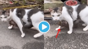 Video Cat Carried Baby Monkey Hanging On The Stomach Unexpected Friendship will Melt your Heart Viral Trending