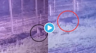Video Pakistani Leopard Breaks India pak border Viral Clip Shocks Netizens Ask For Visa And Passport Trending Today