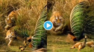 Video Tiger Chasing Peacock In Jungle Leaves Netizens Shocked with Peafowl Huge Fight Will Teach Life Lessons Motivation