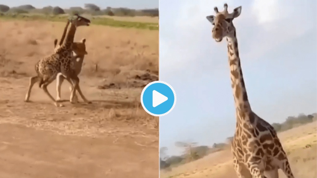 Video Mother Giraffe Saving Its Baby From Lioness gone Wrong Netizens Call This Brutal Fight Of Death Viral Clip Video Mother Giraffe Saving Its Baby From Lioness gone Wrong Netizens Call This Brutal Fight Of Death Viral Clip