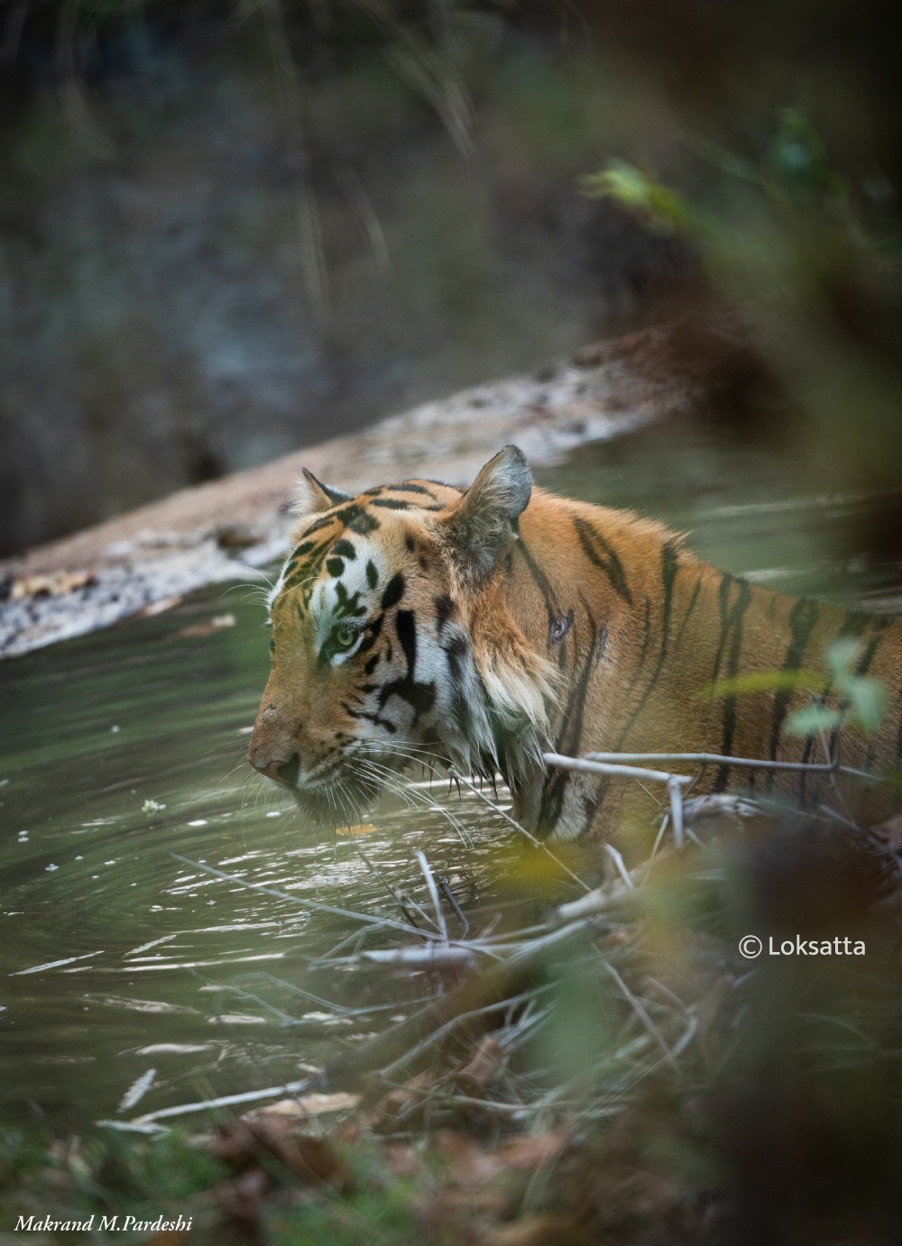 Chota Mowgli Tiger Information Photos