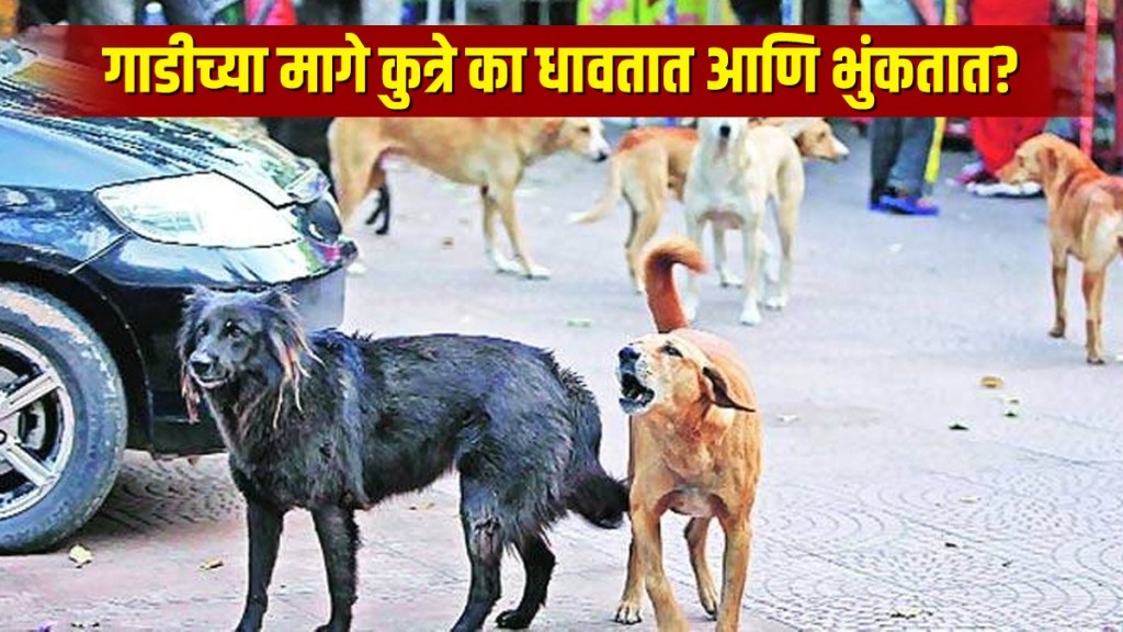 Dogs Run After Vehicle Dogs Run After Vehicle