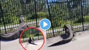 Viral Video of Crocodile