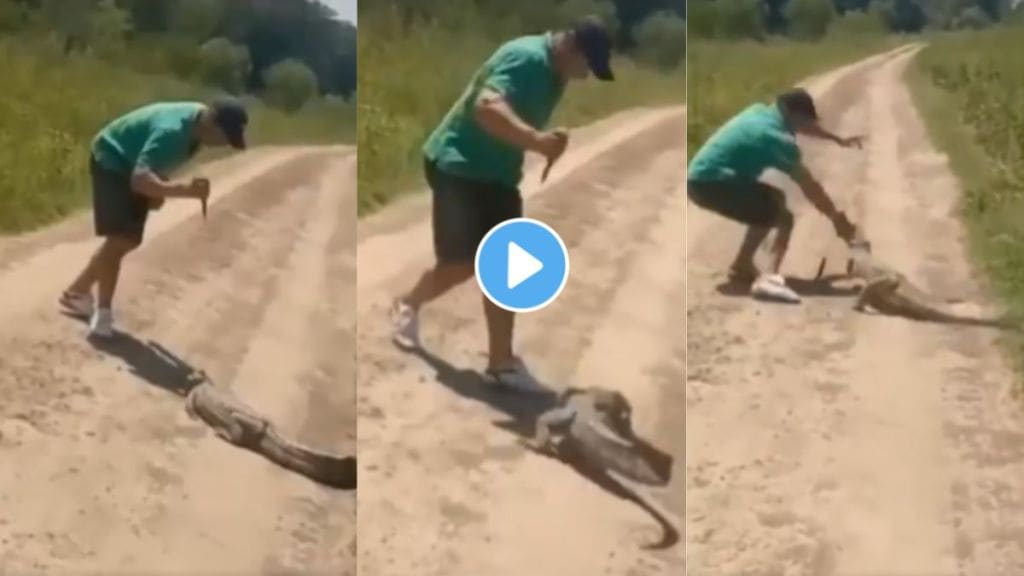 baby crocodile attack
