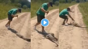 baby crocodile attack