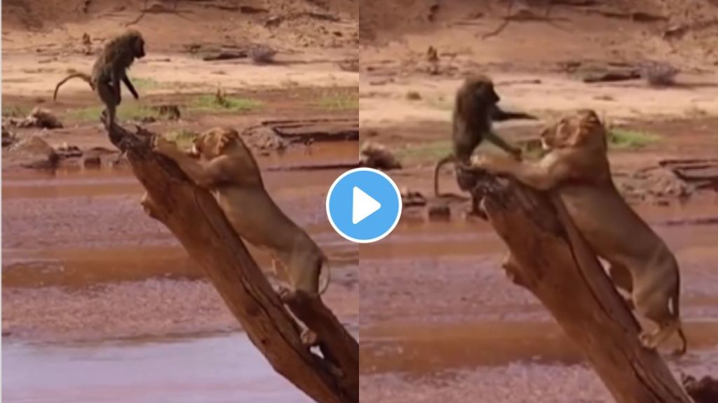 lion killed Monkey