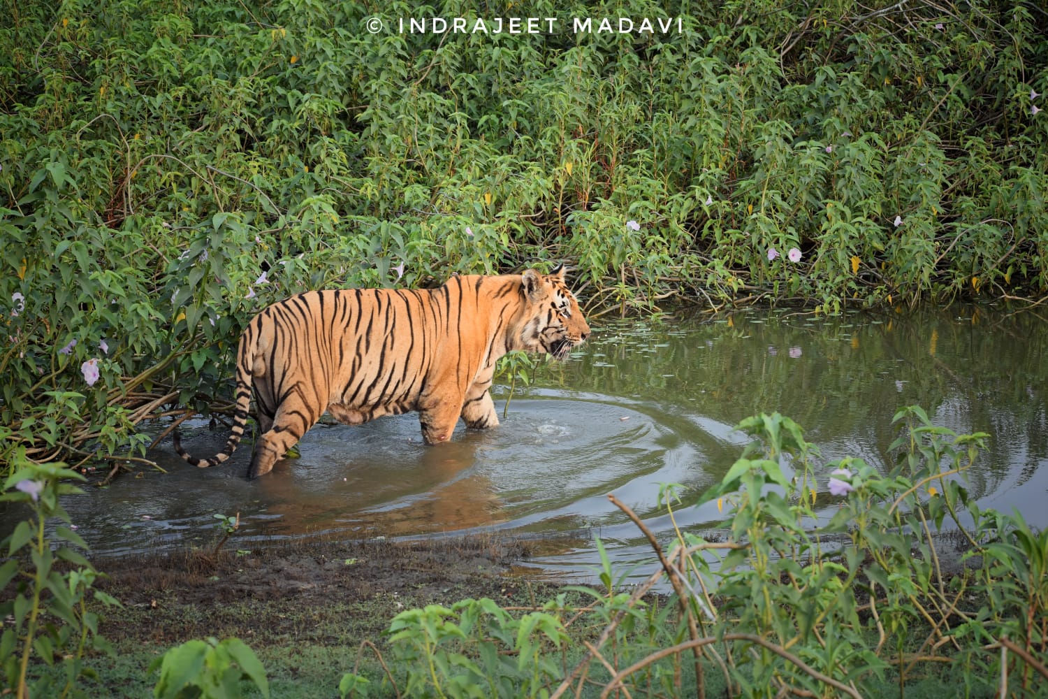 Matkasur Tiger Information Photos