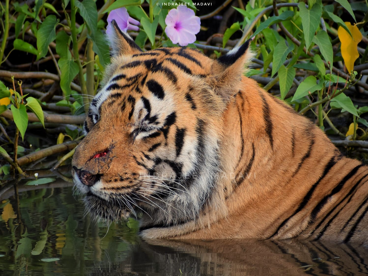 Matkasur Tiger Information Photos