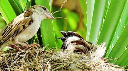 Today is World sparrow day