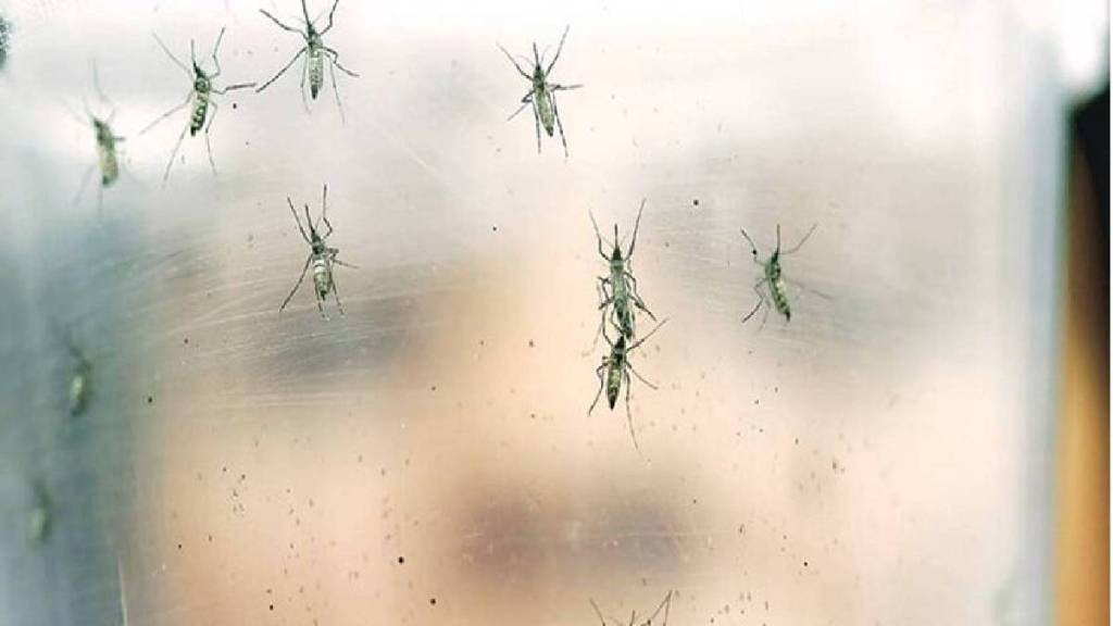 10 effective remedies to get rid of mosquitoes at home