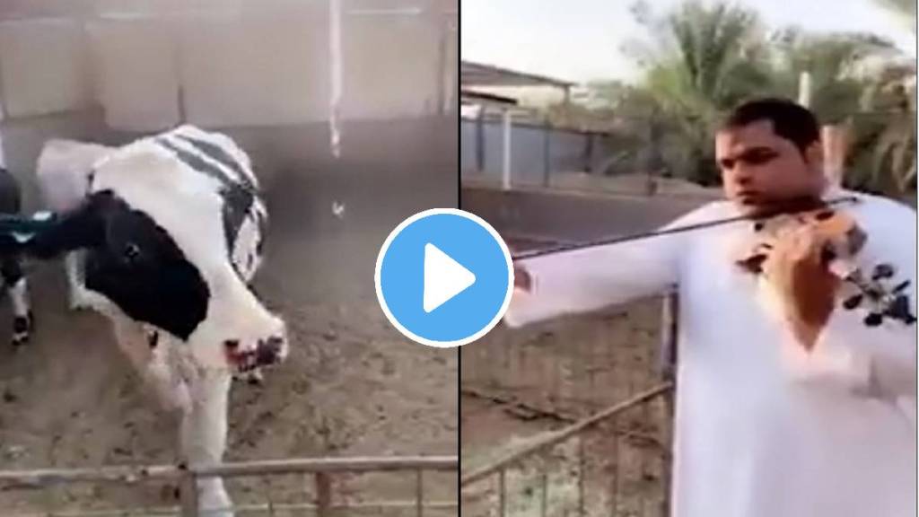 twitter viral video man playing guitar and cow rection twitter viral video man playing guitar and cow rection