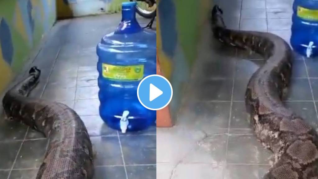 Malayopython reticulatus biggest snakes