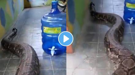 Malayopython reticulatus biggest snakes