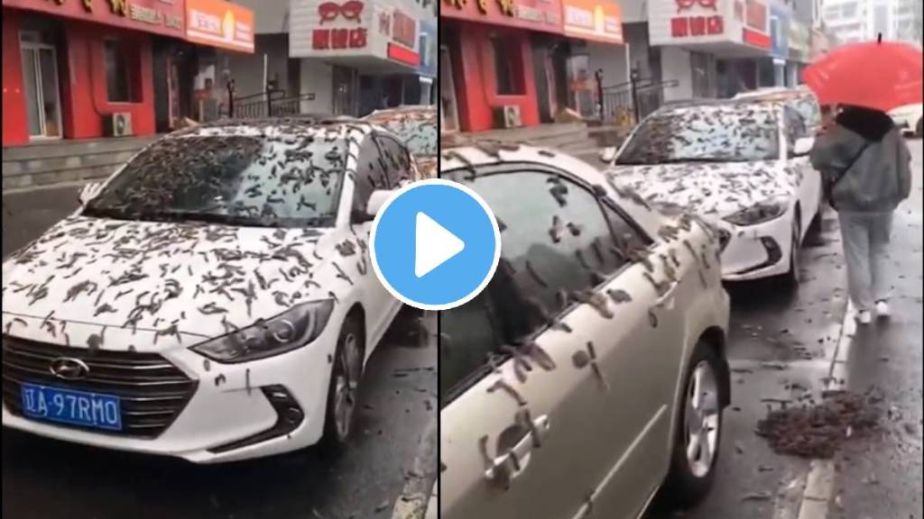 its raining worms in China See this viral video from Beijing its raining worms in China See this viral video from Beijing