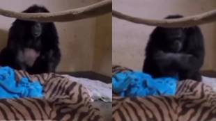 chimpanzee mother with baby