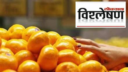 Why did the prices of oranges collapse?