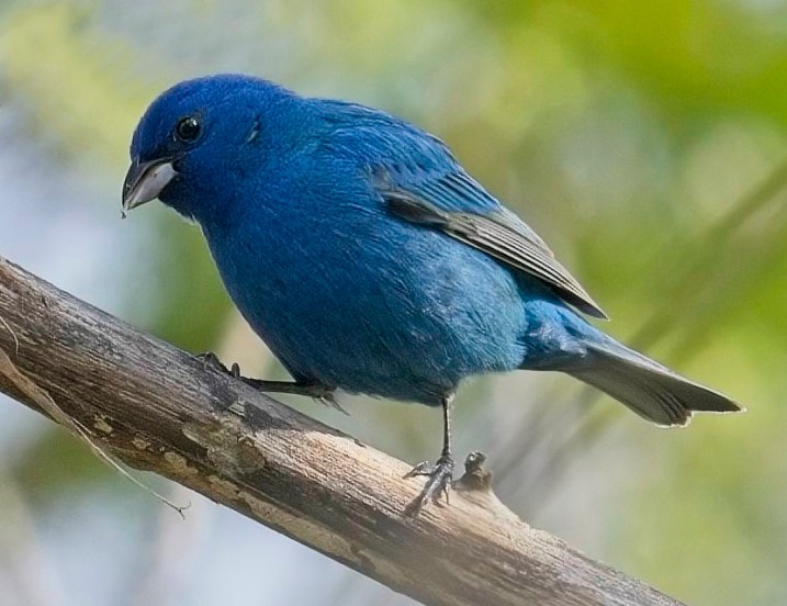 Indigo blue colour bird