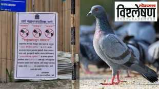 Pigeon Thane MNC Explained