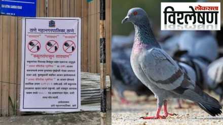 Pigeon Thane MNC Explained