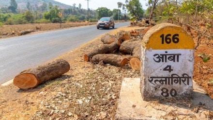 Thousands of rare trees felled in Ratnagiri Nagpur National Highway work kolhapur Thousands of rare trees felled in Ratnagiri Nagpur National Highway work kolhapur