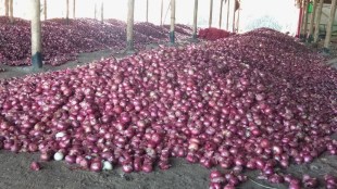 Onion Buyers NAFED